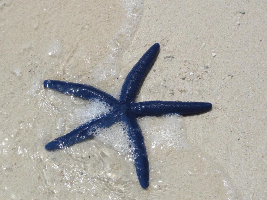 Kokopo Beach Bungalow Resort מראה חיצוני תמונה